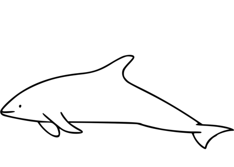 Dusky Dolphin Coloring Page